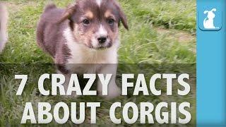 7 Crazy Facts About Corgis