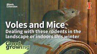 Gardenbite: Voles in the landscape & mice in the house | #GoodGrowing