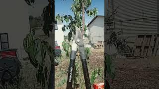 how to #prune a little #fruit #tree #nectarines . #garden #farm #tree #plants  inspired by ann ralph