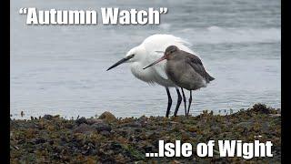 "Autumn Watch" on the Isle of Wight 2024