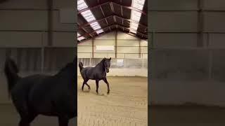 Bella and the #pony #horse #horsepower #blackhorse ️