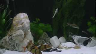 Chill Out With - Southern Sun - Vide Cor Meum - My Tropical Fish