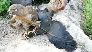 Amazing hunt of waterhen with shikra | Eagle attack, goshawk hunting | Wildlife Today