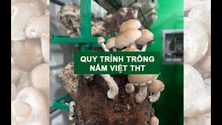 Quy trình trống nấm sạch THT