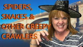 Spiders, Snakes & Creepy Crawlers in Lake Havasu City, AZ  #LakeHavasu