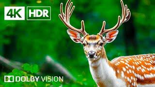 4K Ultra HD Animal Discovery | Stunning 60FPS