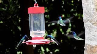 Hummingbirds of Belize