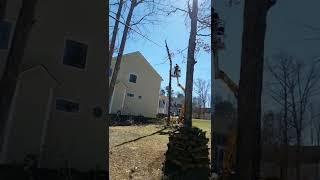 Haulotte Tree Cutting