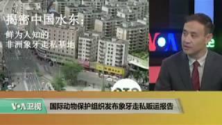 时事看台：国际动物保护组织发布象牙走私贩运报告