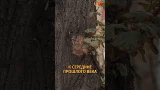 Как озеленяли города в СССР и как это делают сейчас? #озеленение #благоустройство #урбанистика