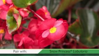 Proven Winners® Gardener Channel: Proven Winners® Surefire Red Begonia