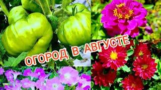 АВГУСТ! ЖАРА! ОГОРОД! Эти сорта Томатов больше не посажу! Цветы и Гортензии радуют!