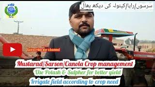 Mustard/Sarson/Canola/Raya crop management at flowering and pod formation