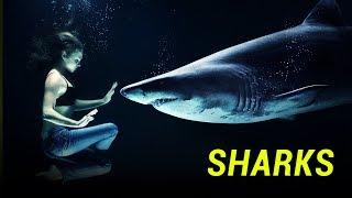 Amazing Facts About Sharks