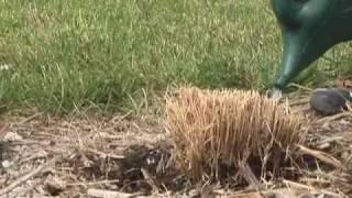 Dividing Ornamental Grass