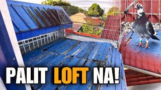 5 YEAR OLD LOFT NG KALAPATI