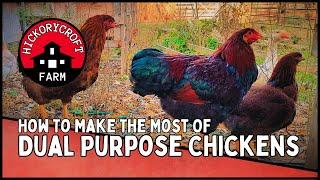 DUAL PURPOSE CHICKENS: How To Make The Most Of Dual Purpose Breeds (Backyard Chickens
