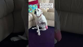 Oscar for doggo #fyp #dog #oscar #drama