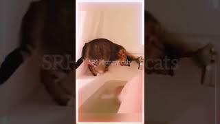  Funny cat videos | cute cats | Try not to laugh | Cat videos Compilation #shorts  