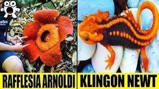 Extraordinary Jungle Discoveries That Are Simply Amazing