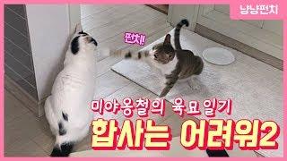 고양이 전문 수의사도 합사는 어려워 두 번째 이야기