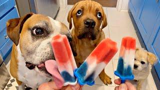 Dogs and Puppy try RocketPop Pupsicles [TRY NOT TO SMILE!]