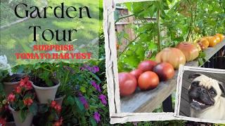 August Garden Tour & Surprise Tomato Harvest: A Bountiful Summer Reveal!