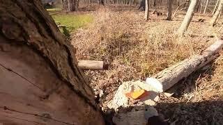 Buck & Buck Finn elm removal