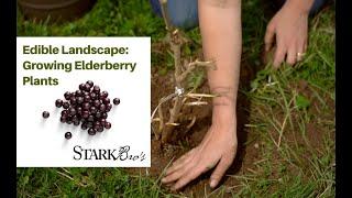 Edible Landscaping – Growing Elderberry Plants
