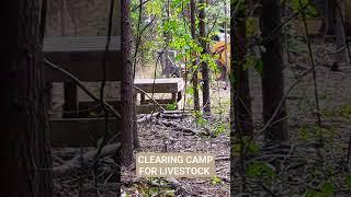 Forestry Mulching for Livestock Camp #Homesteading