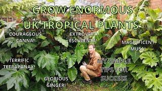 UK Tropical Garden MY SIMPLE TIPS FOR SUCCESS.