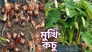 মুখি কচু চাষ। ফলের বাস্কেটে মুখি কচু চাষ। How to grow Taro plant at home!