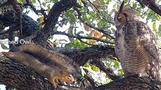 Taunting the great horned owl