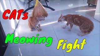 Cats Meowing Fighting - These Two are Bloody Brothers | Viral Cat