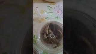 عقرب موريس ضعيف السم