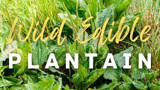  Broadleaf Plantain: An Edible and Medicinal Plant That Has Many Uses!