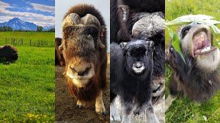 Welcome to the Musk Ox Farm!