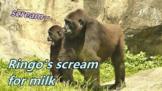 Gorilla Ringo's unhappy scream for milk / 小金剛猩猩Ringo為了喝不到奶而不開心地尖叫