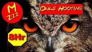 Owls Hooting 8 Hours - ASMR of Owls Hooting - Spend the Night with Owls Hooting - Royalty Free