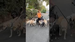 DOGEX:How to Help Your Dog Be Good Boys and Girls #dogreaction #dogobedience #dogsocialization
