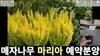 [25년 봄 분양] 황금 매자나무 마리아 P9포트묘 예약(20%할인)분양중~! 컬러조경에 꼭 필요해요.