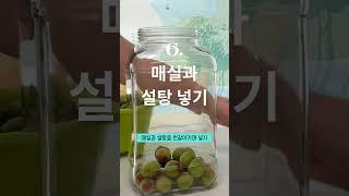 매실청 담그는법 보관방법 매실액기스 숙성 세척 꼭지제거 설탕 보관용기 매실청 거르기 #매실청 #청매실 #황매실 #홍매실 #매실담그는시기 #매실수확