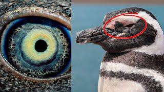 Pupil of a Penguin | Penguins Eyes