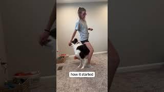 progress! #dogtraining #dogtrainers #dogtrick #australianshepherd