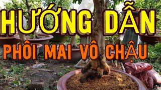 HƯỚNG DẪN TRỒNG PHÔI MAI VÔ CHẬU | bonsai can tho