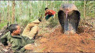 Two men and camera man almost died because they dug into a giant king cobra's nest in the forest