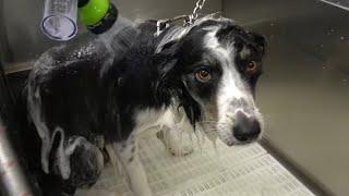 Border Collies will outsmart you | Channel Announcements