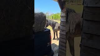 Making a #Hay Delivery, and the help is literally out to lunch! Hungry #horses are lazy.