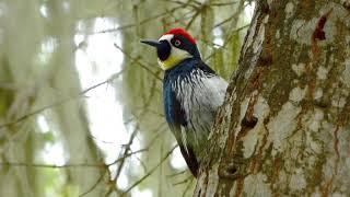 Acorn Woodpecker Call