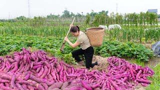 UR Lý Thị Hồng Make Fantastic Sweet Potato Cake| Harvest Huge Sweet Potato Field To Sell In Market